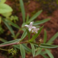 Oldenlandia umbellata L.